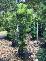 ficus-lyrata-400mm-special3